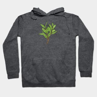 Laurus Nobilis Botanical Hoodie